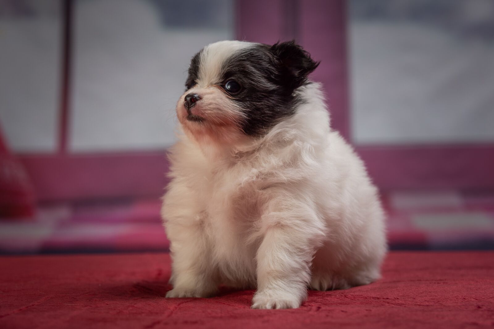 Nikon D7200 sample photo. Puppy, dog, animal photography