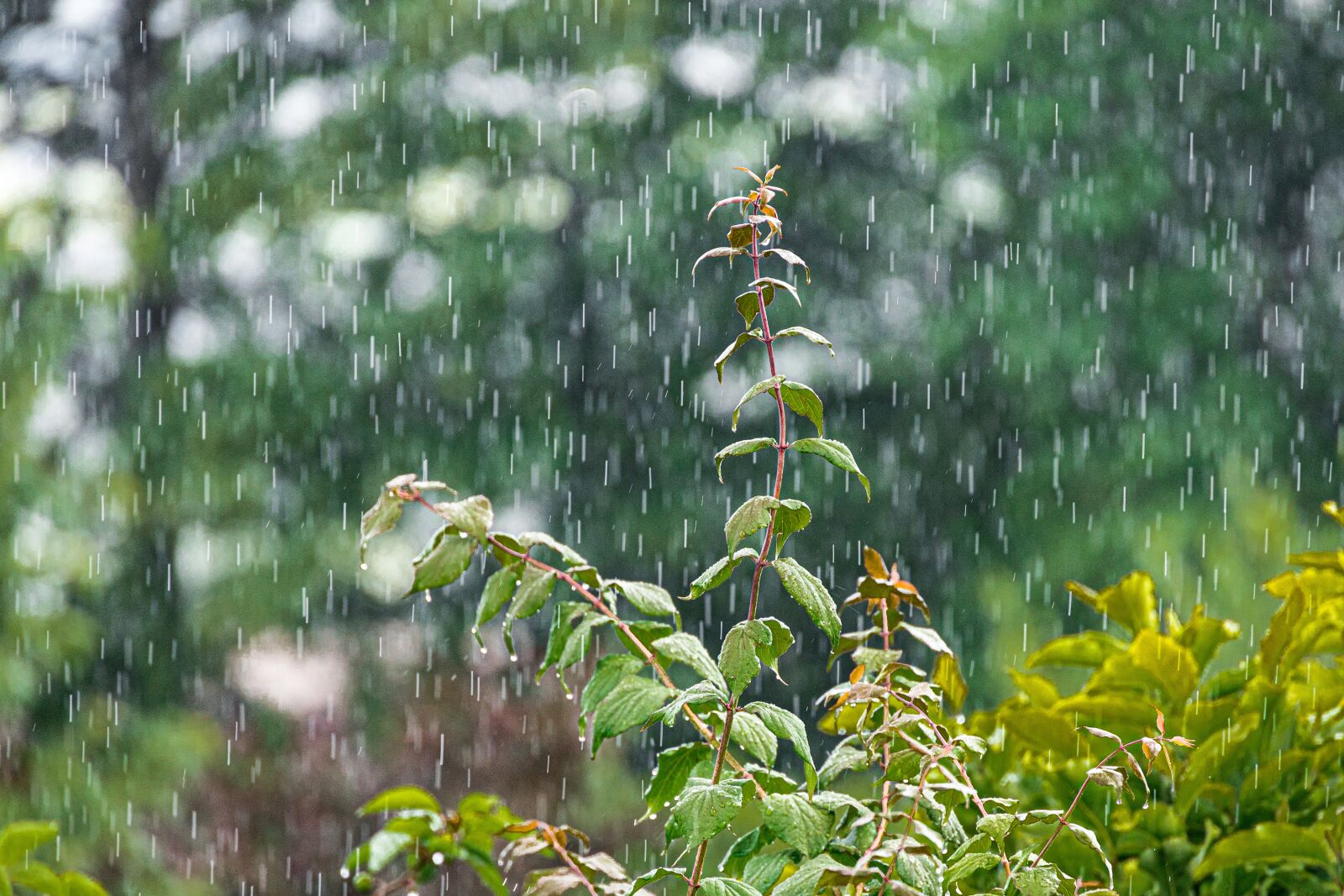 Canon EOS R sample photo. Rain, weather, plant photography