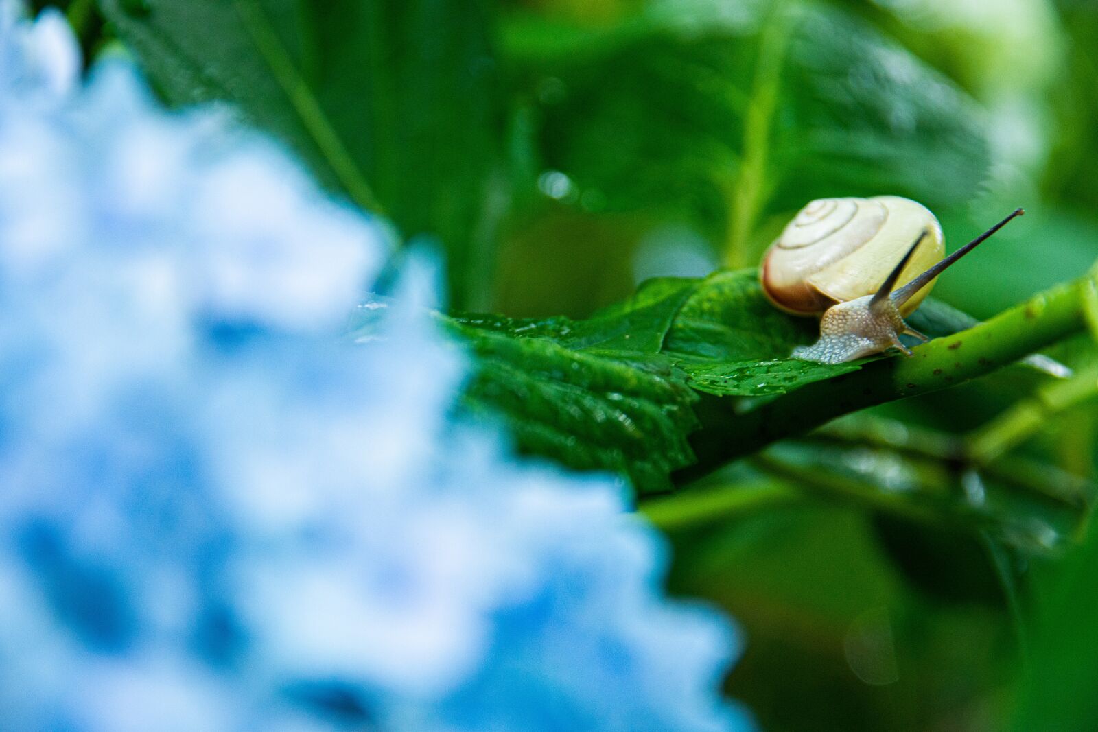 Nikon D7200 sample photo. It, rain, natural photography