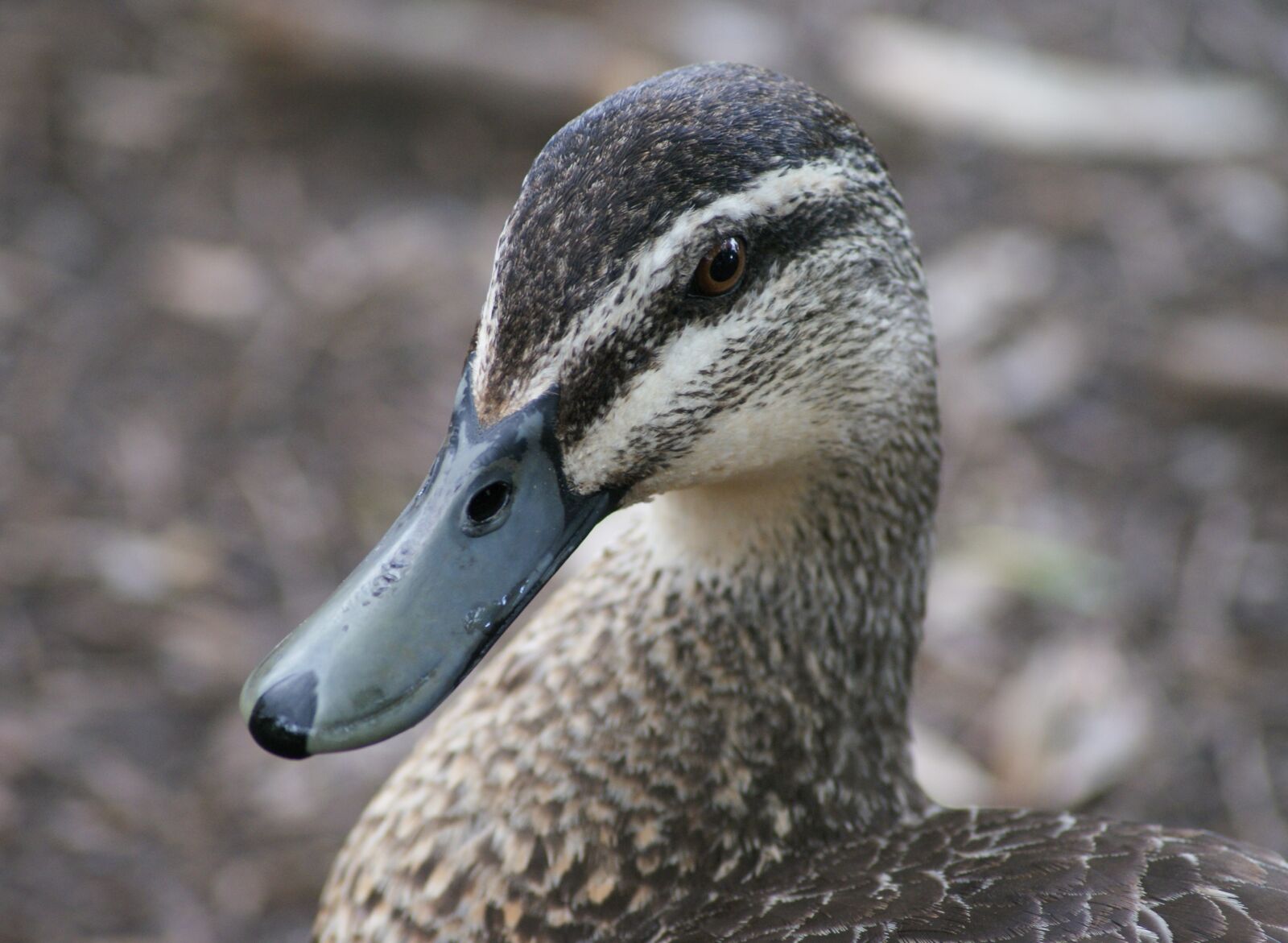 Sony Alpha DSLR-A200 sample photo. Duck, pond, male photography