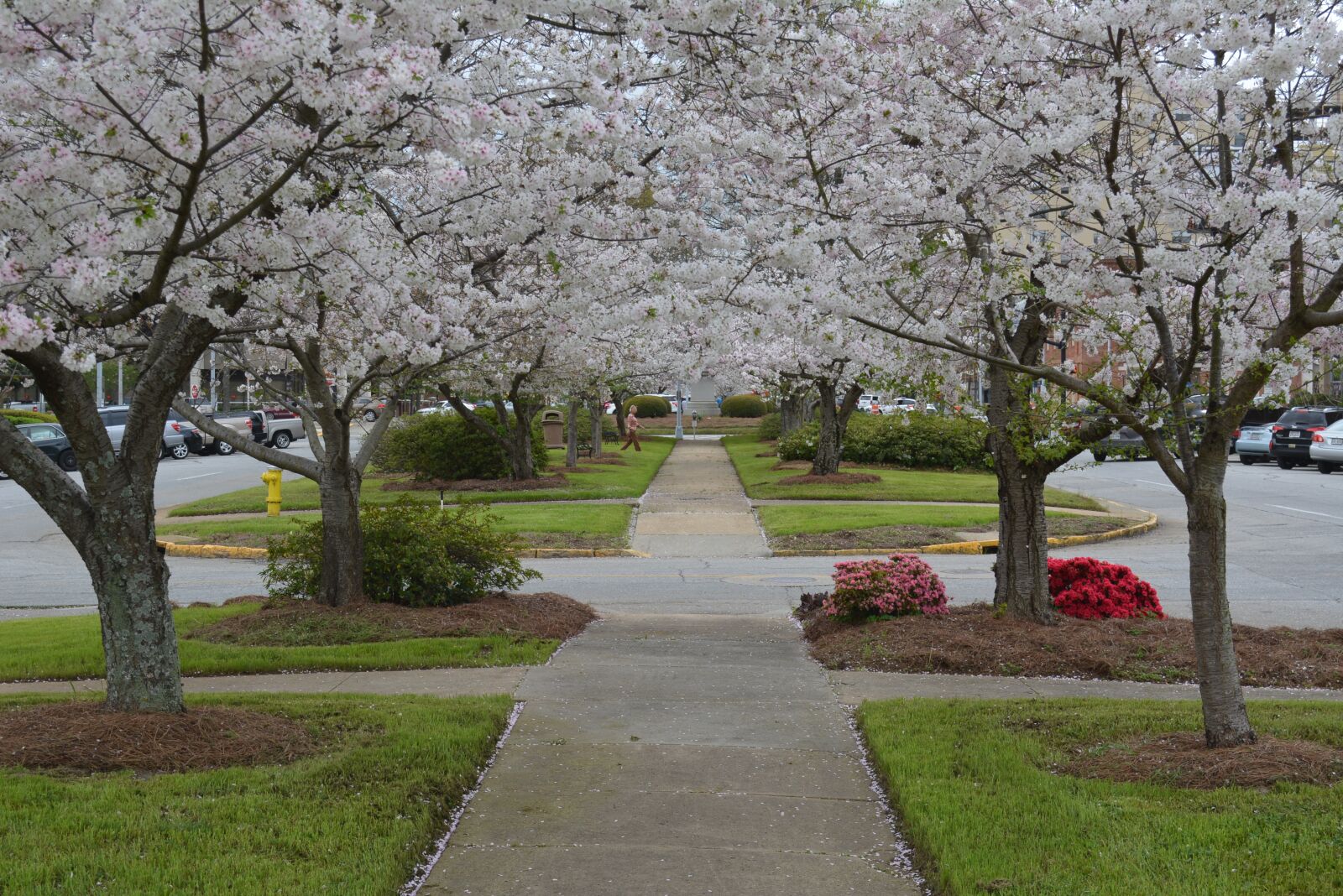 Nikon D5200 sample photo. Cherry blossoms, park, nature photography