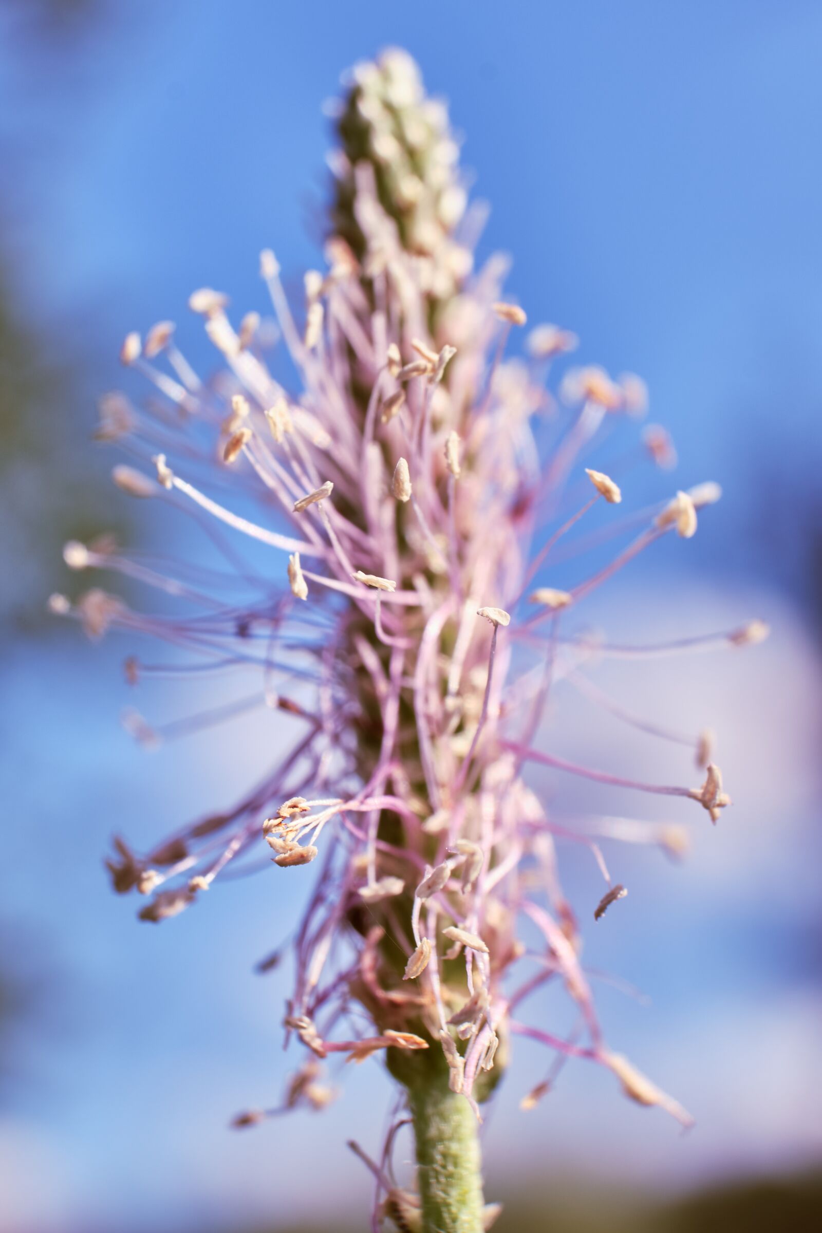 Fujifilm XF 18-55mm F2.8-4 R LM OIS sample photo. Greater plantain, blossom, bloom photography