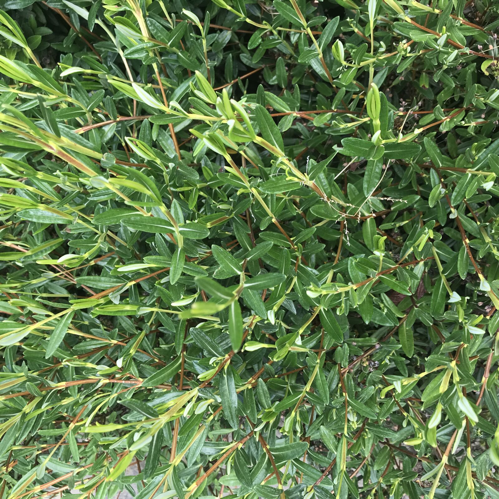 iPhone 7 back camera 3.99mm f/1.8 sample photo. Green, bush, plants photography