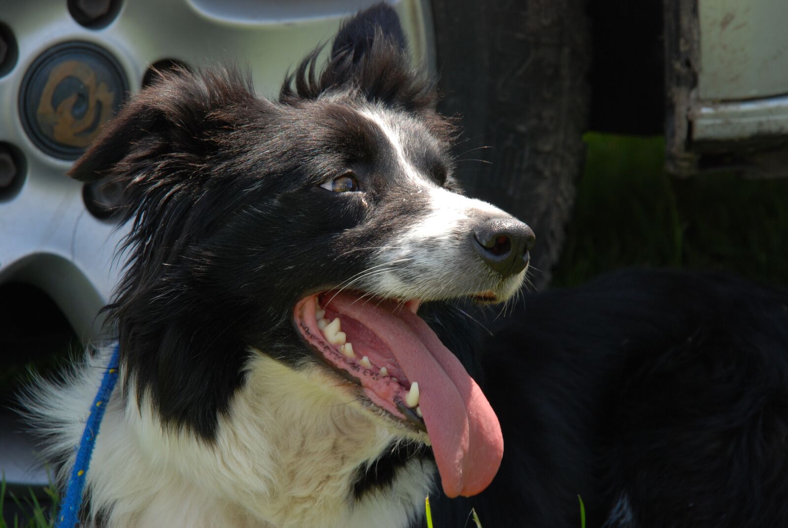 Nikon D80 sample photo. Dog, border collie, tongue photography