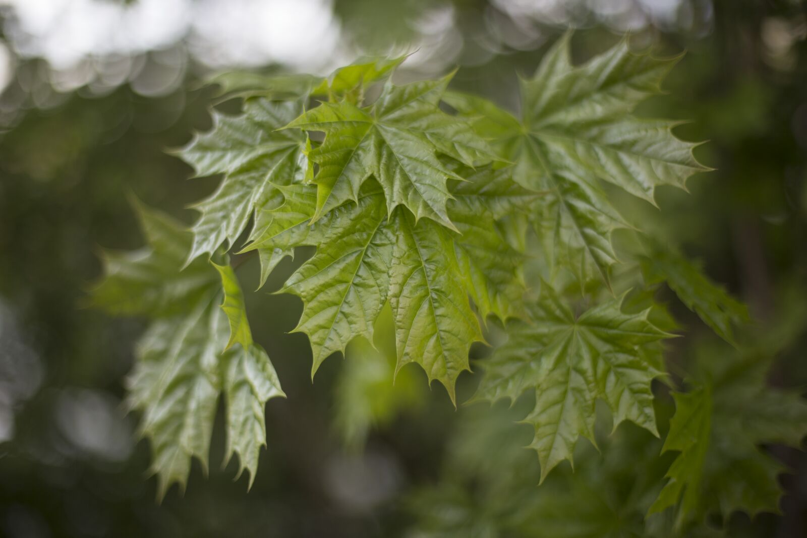 Canon EOS 6D + Canon EF 50mm F1.4 USM sample photo. Green, leaf, leafs, maple photography