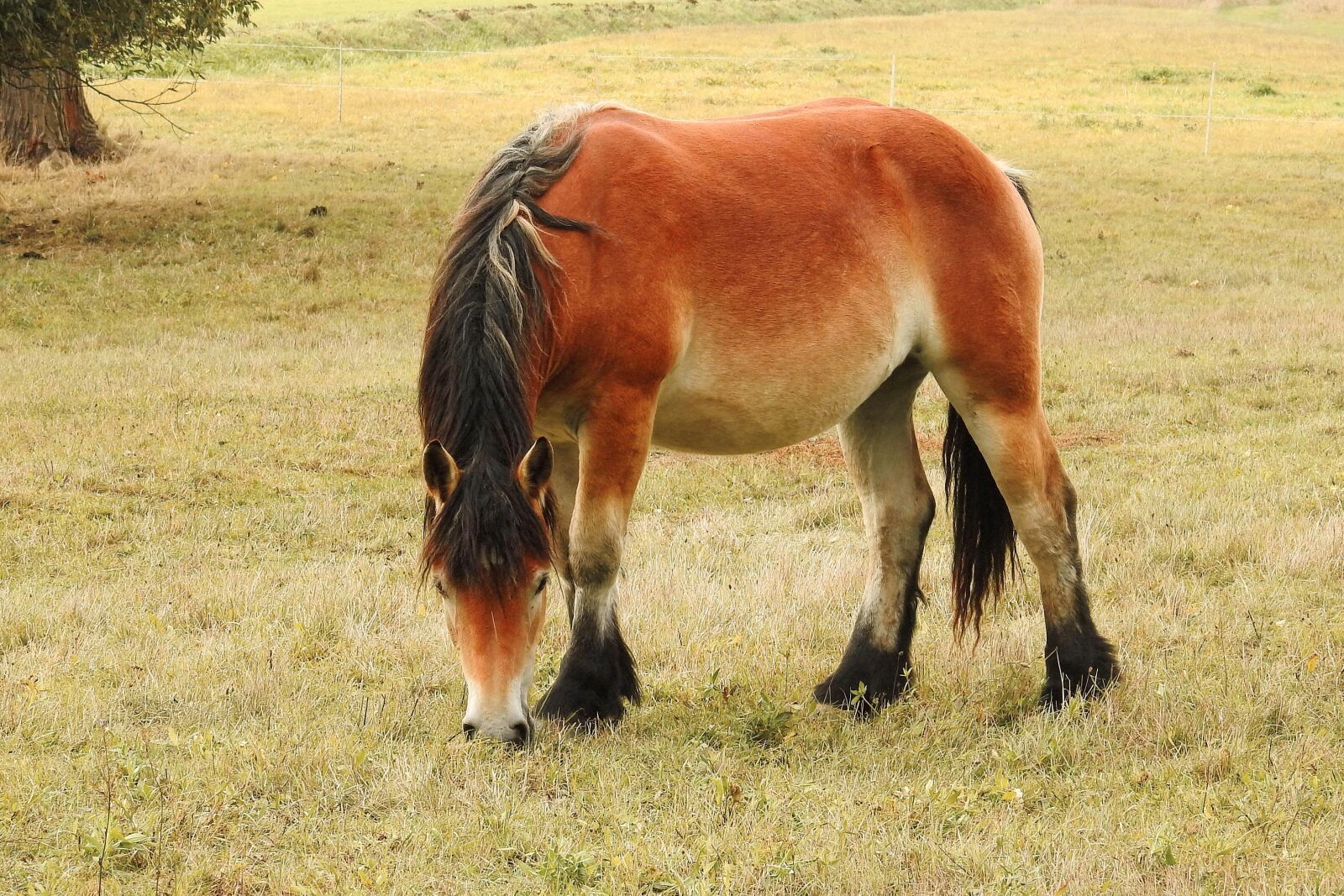 Nikon Coolpix P900 sample photo. Horse, kaltblut, mare photography