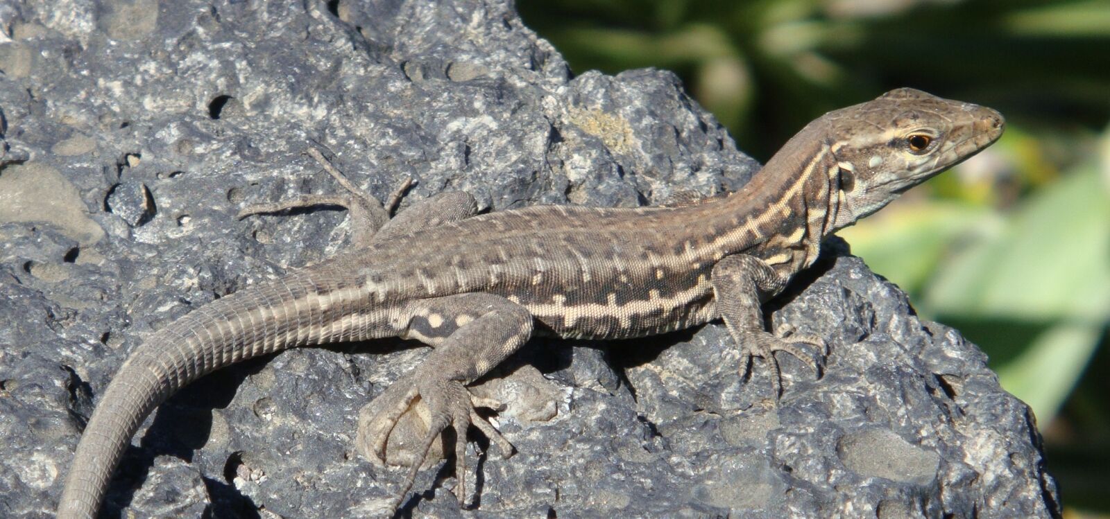 Sony DSC-T77 sample photo. Animal, lizard, reptile photography