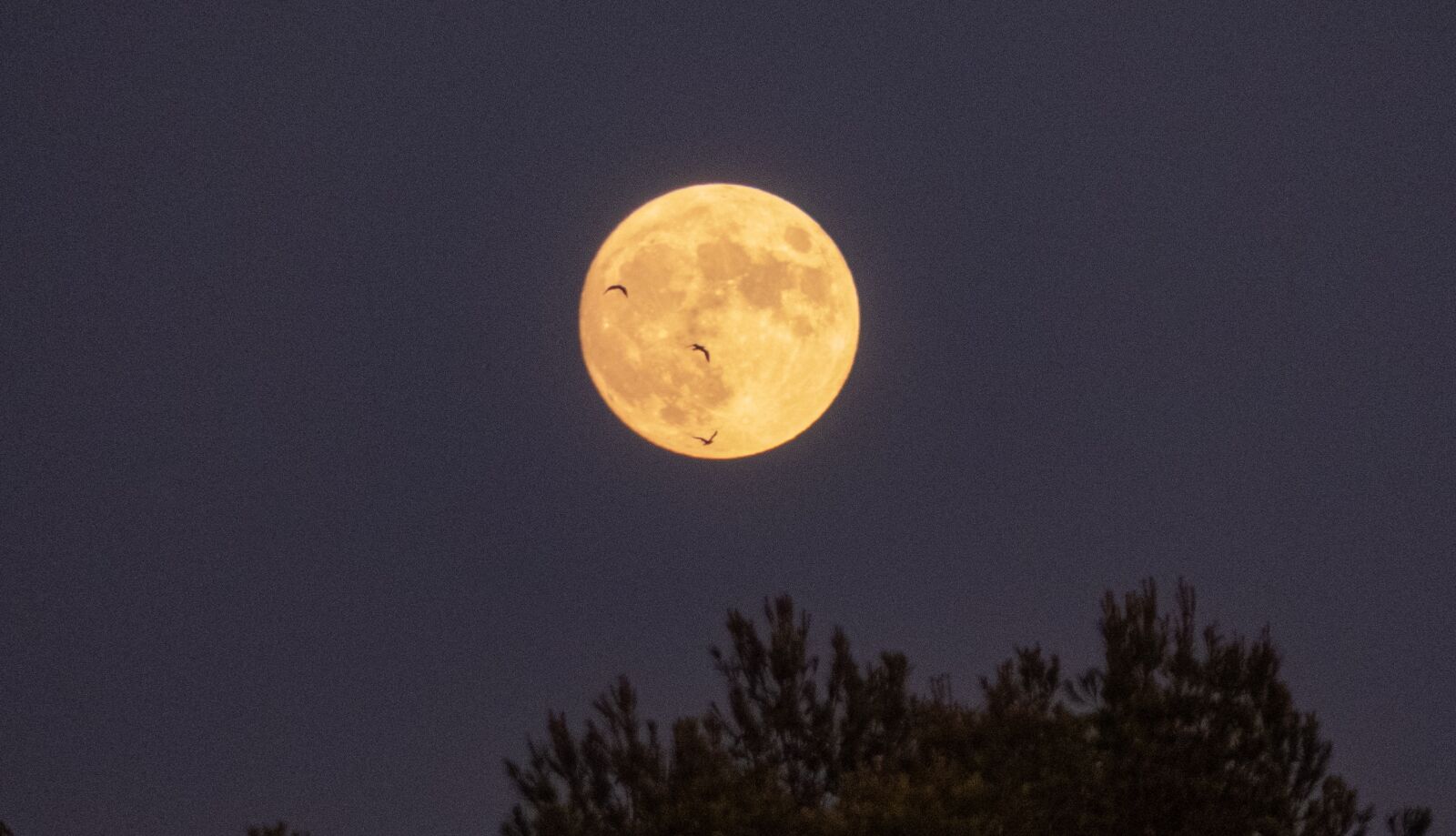 Panasonic Lumix DMC-FZ300 sample photo. Moon, night, full moon photography