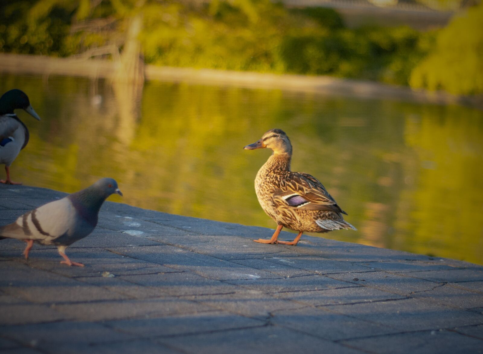 Canon EOS 1100D (EOS Rebel T3 / EOS Kiss X50) sample photo. Patos, animales, nature photography