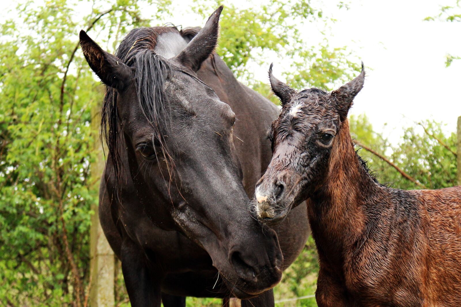 Canon EOS 100D (EOS Rebel SL1 / EOS Kiss X7) sample photo. Horse, foal, suckling photography