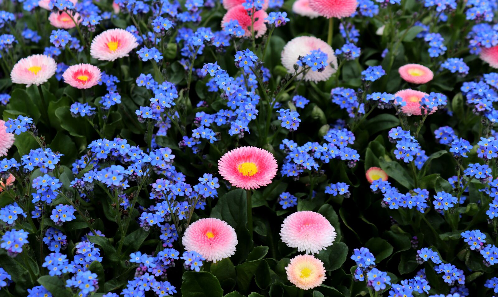 Canon EOS 200D (EOS Rebel SL2 / EOS Kiss X9) sample photo. Forget me not, daisy photography