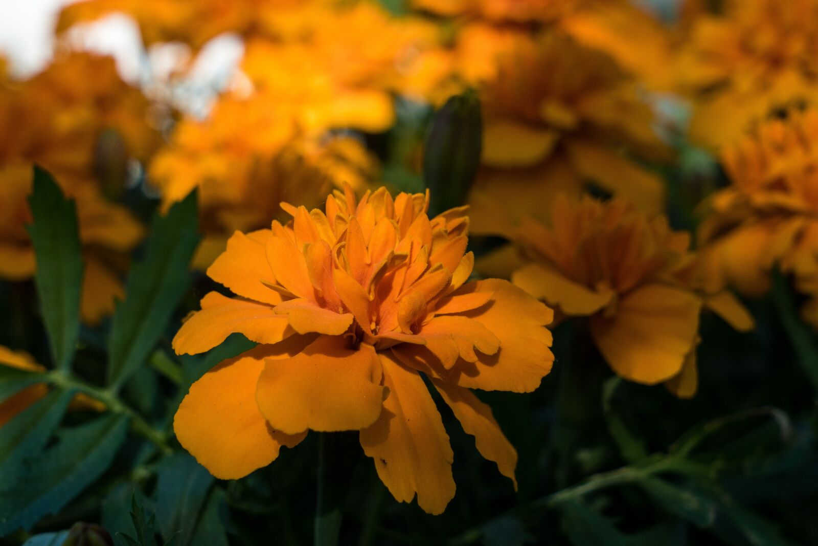 Sony a6300 + Sony Vario Tessar T* FE 24-70mm F4 ZA OSS sample photo. Barhotki, flowers, petals photography