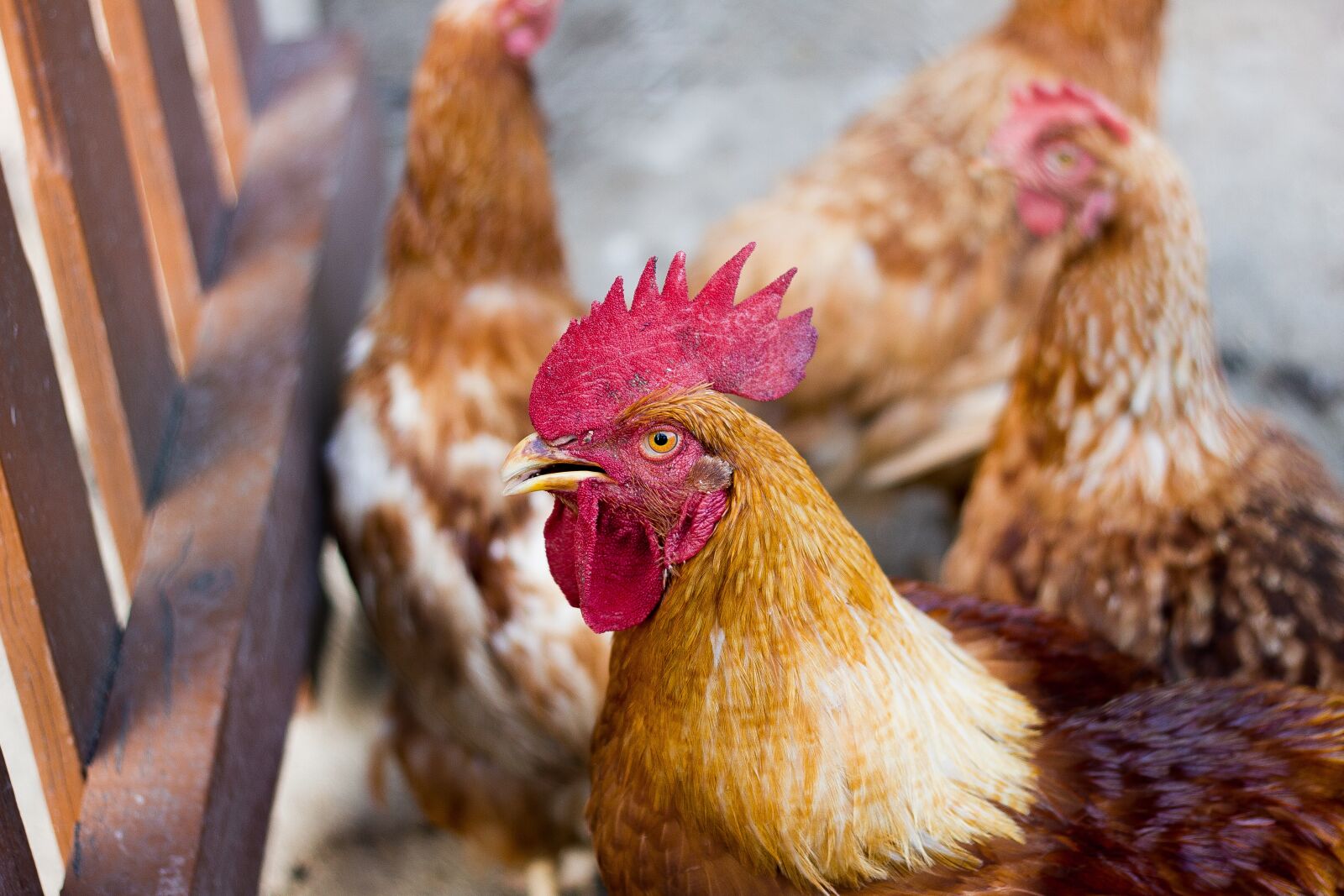Canon EOS 550D (EOS Rebel T2i / EOS Kiss X4) sample photo. Chicken, domestic animal, hen photography