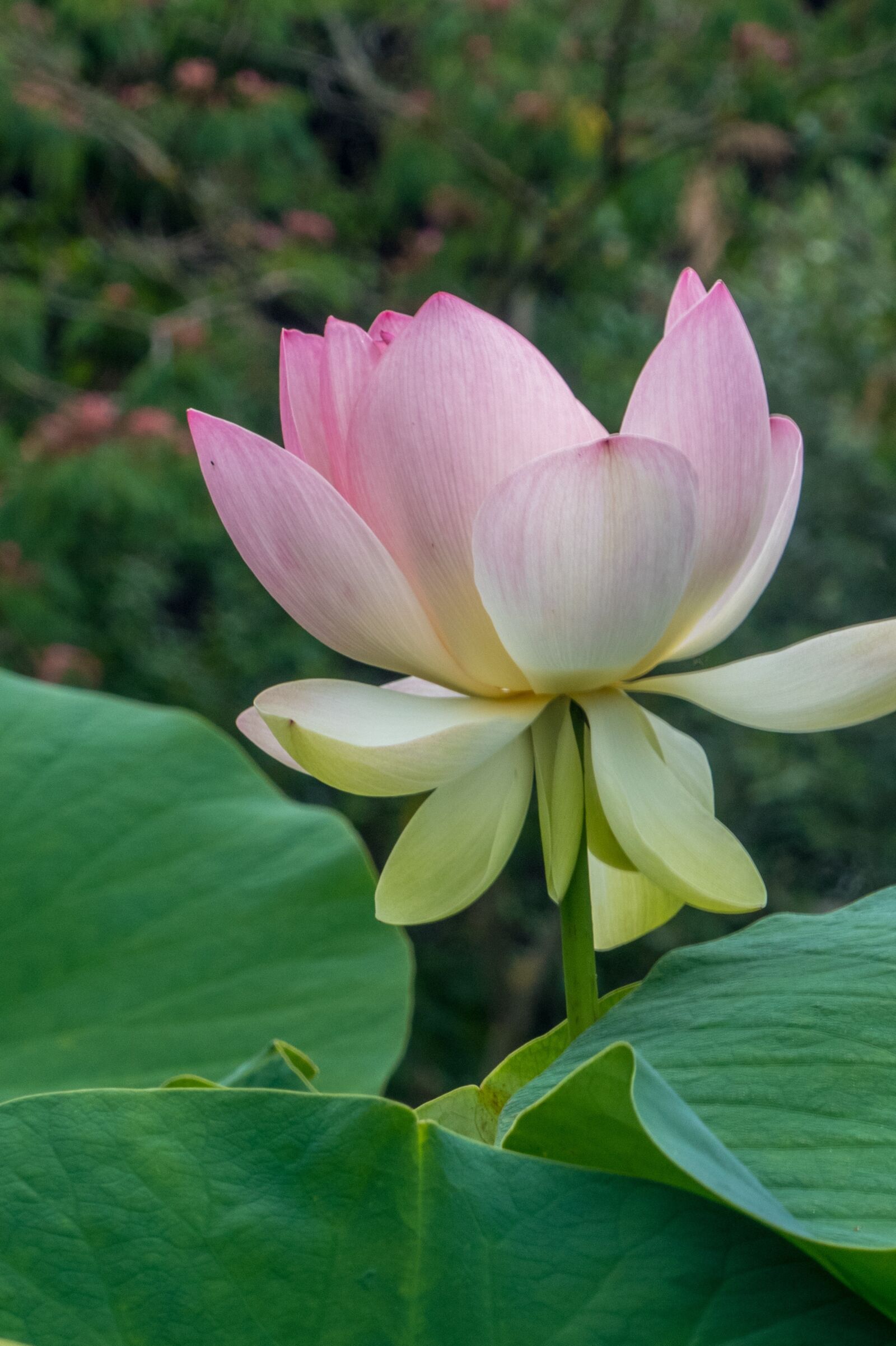 Panasonic Lumix DMC-FZ300 sample photo. Botany, flower, blossom photography
