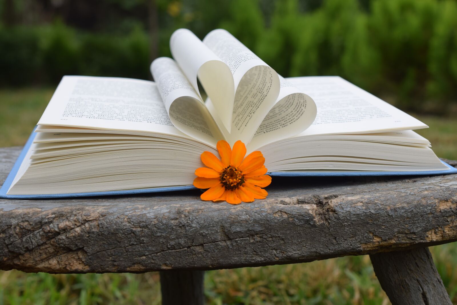 Nikon D5300 sample photo. Book, flowers, orange photography