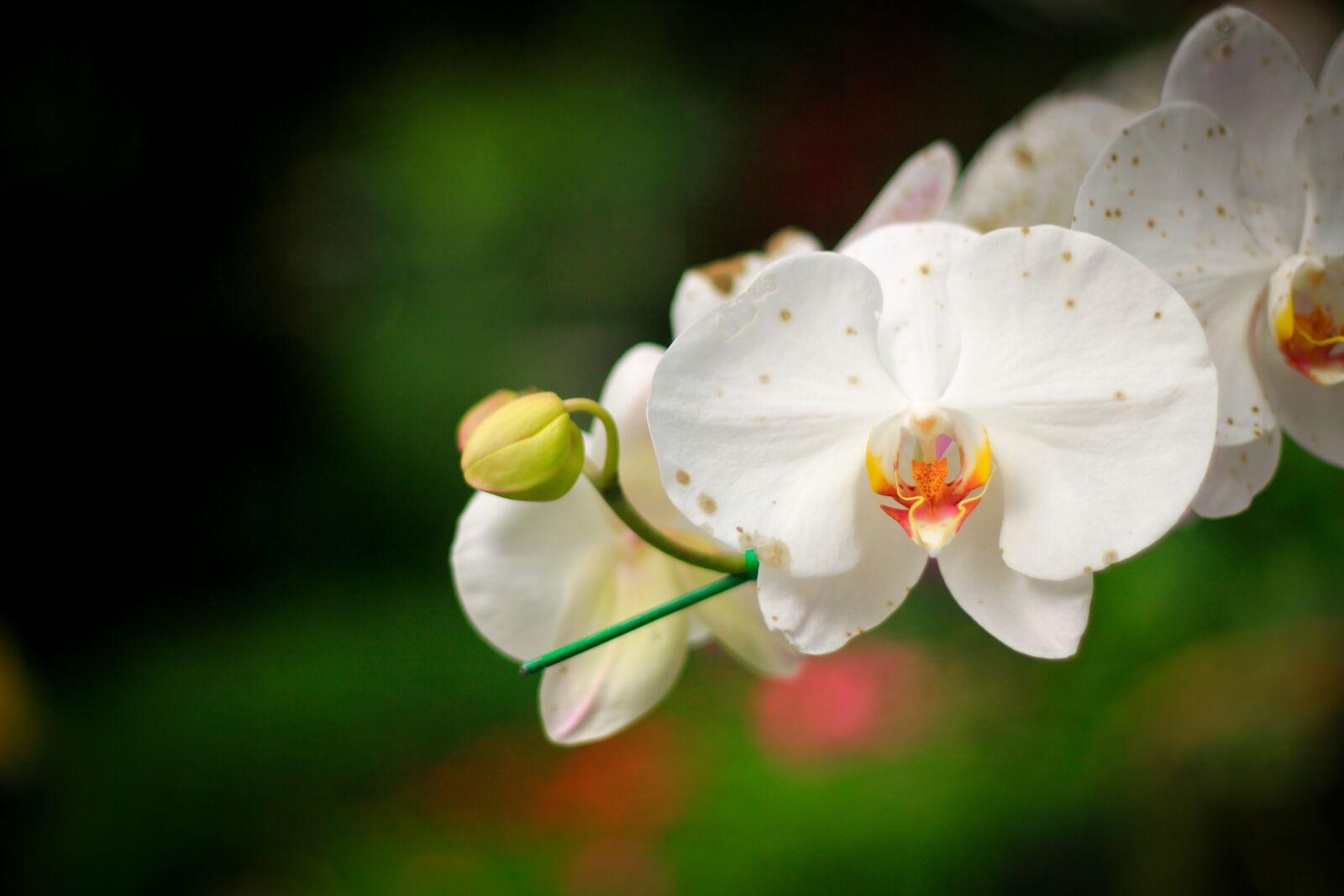 Canon EOS 550D (EOS Rebel T2i / EOS Kiss X4) + Canon EF 50mm F1.8 II sample photo. Flowers, nature, orchid photography