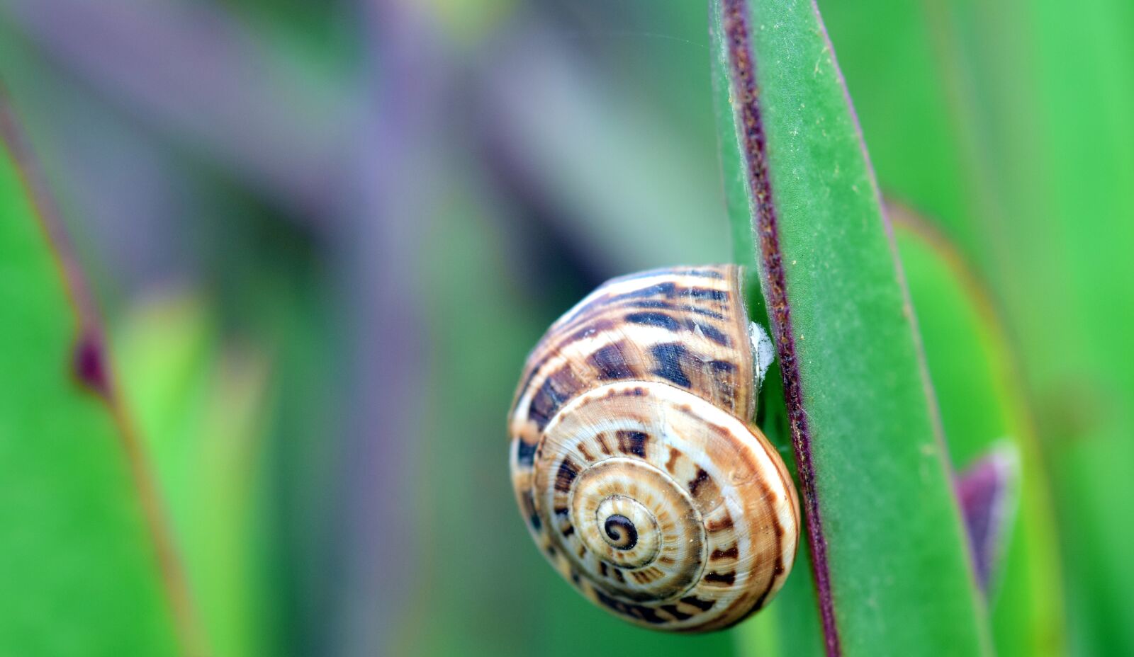Nikon D3300 sample photo. Snail, cactus, reptile photography