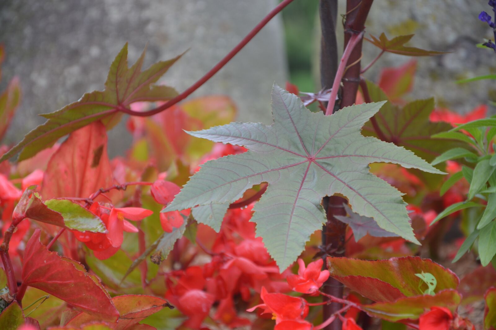 Nikon D5200 sample photo. Leaf maple, green, massif photography