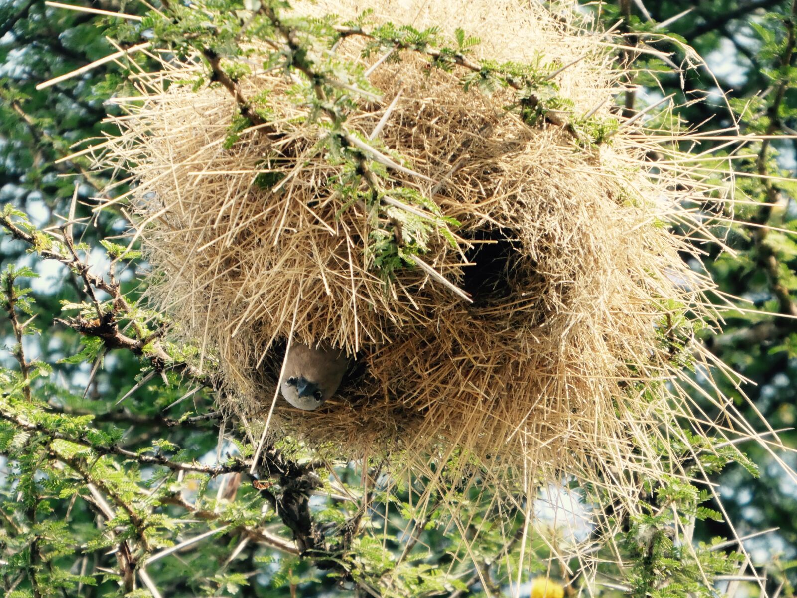 Panasonic DMC-TZ81 sample photo. Webervogel, kenya, masai mara photography