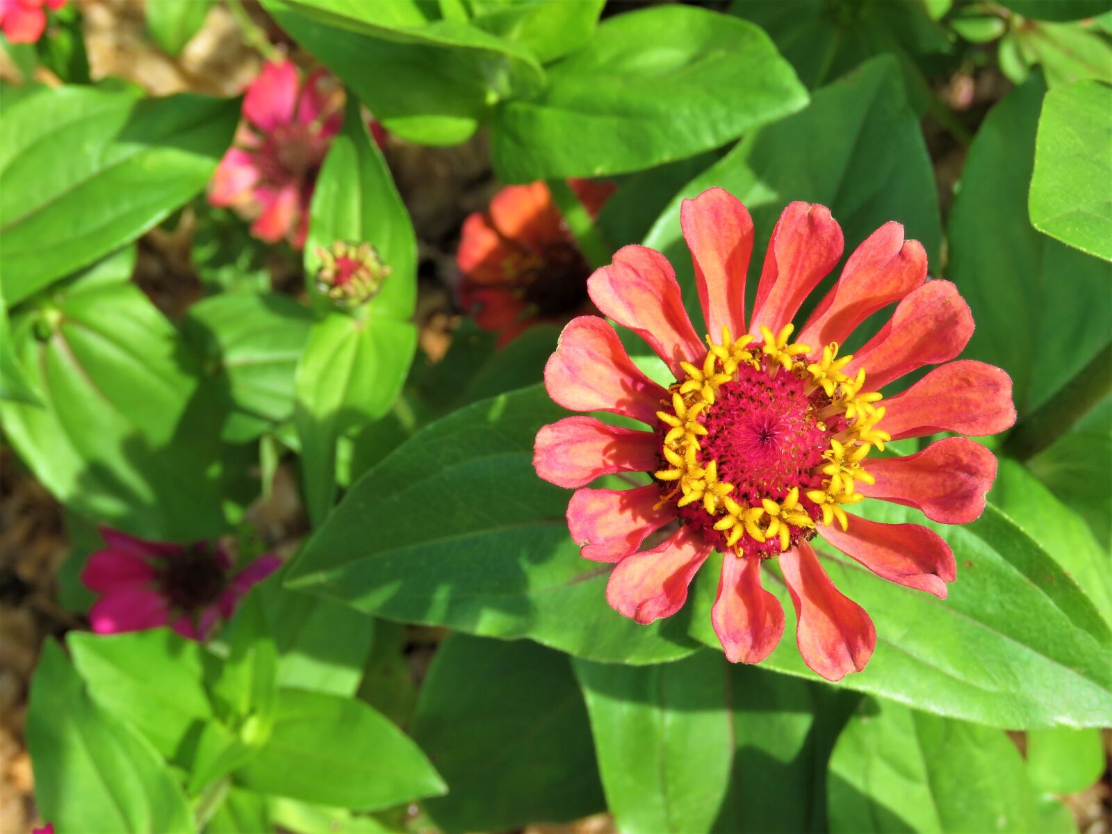 Canon PowerShot SX60 HS sample photo. Zinnia, flower, color photography