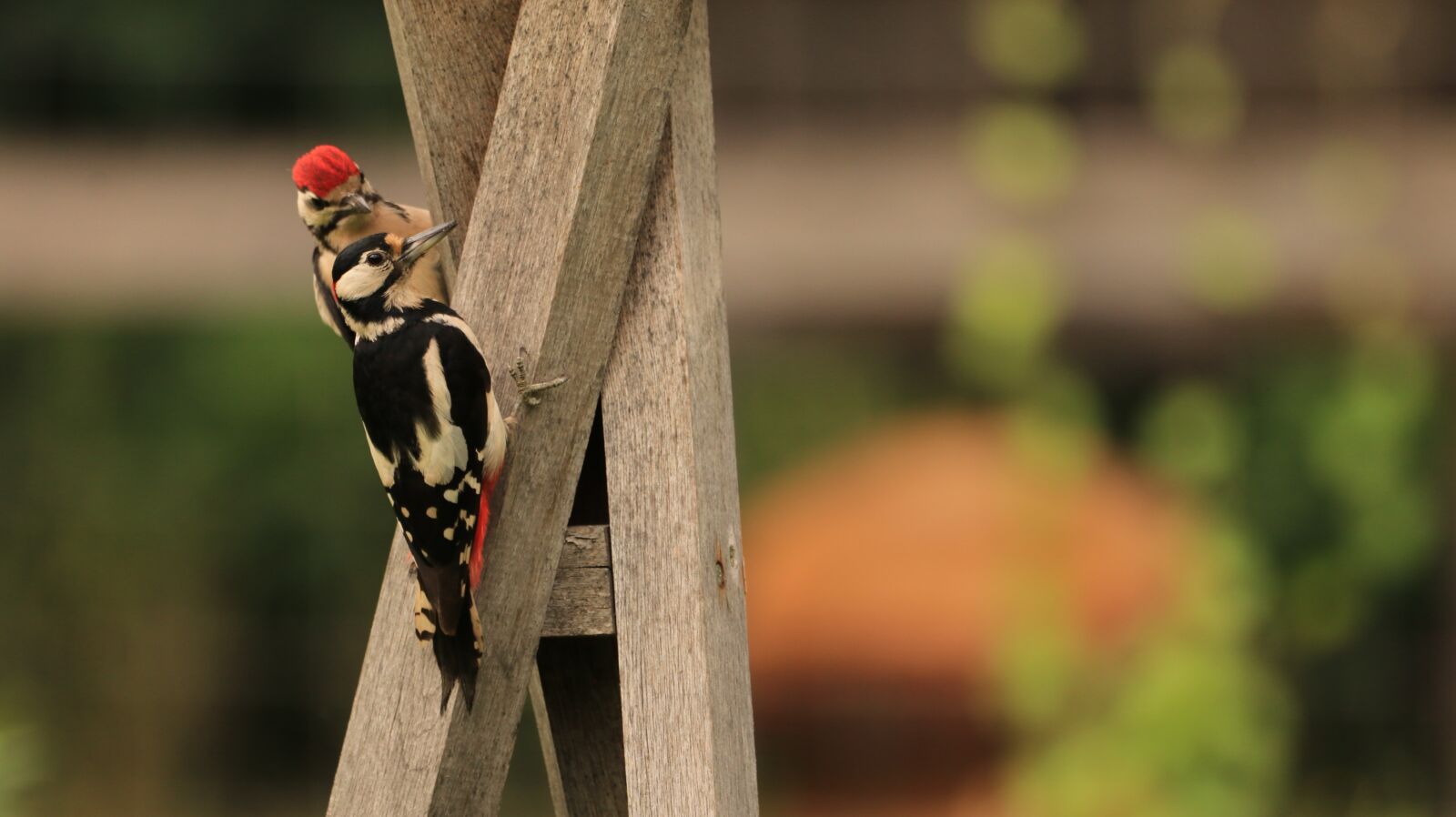 150-600mm F5-6.3 DG OS HSM | Contemporary 015 sample photo. Woodpeckers, bird, nature photography