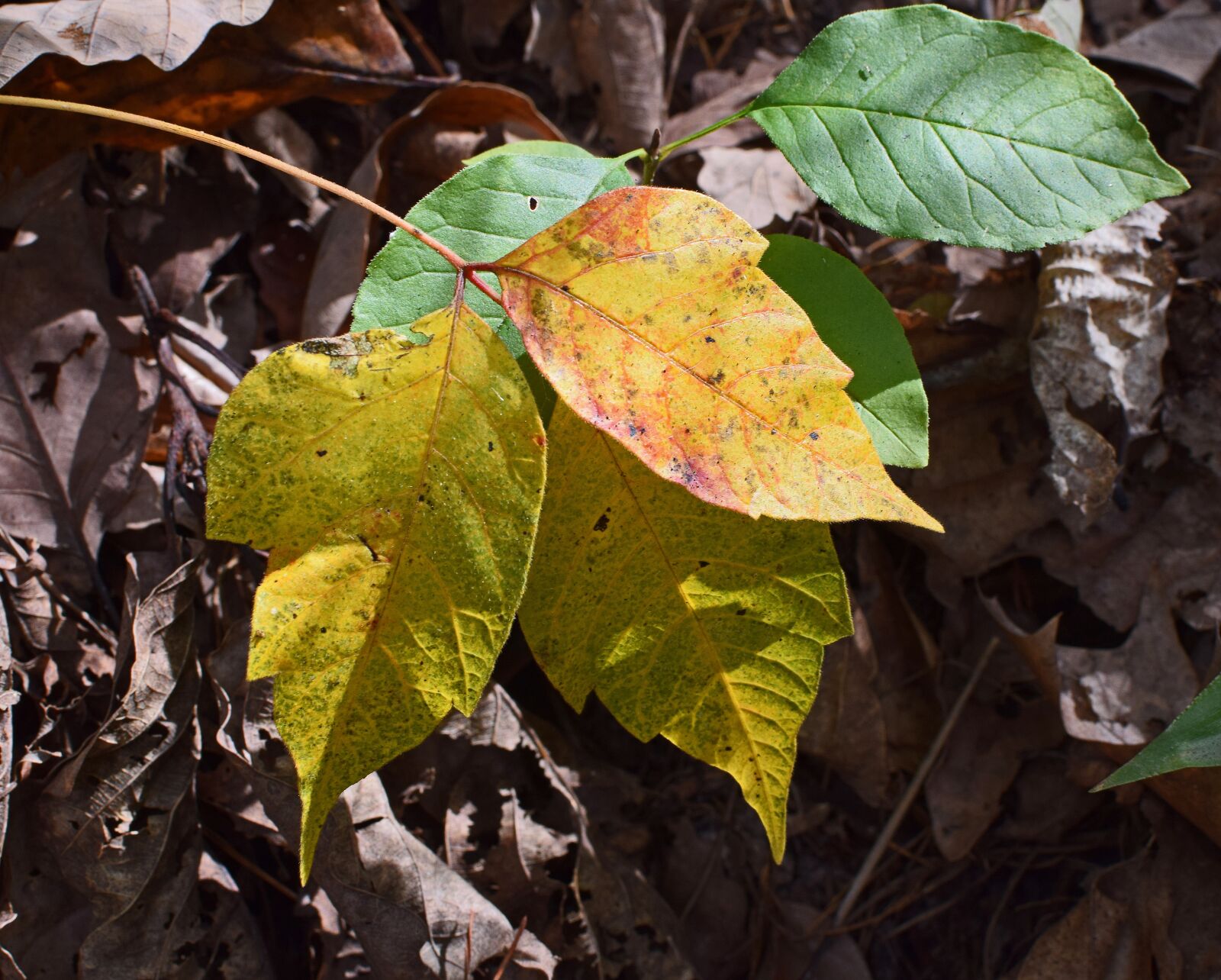 Nikon D3300 sample photo. Poison ivy fall coloration photography