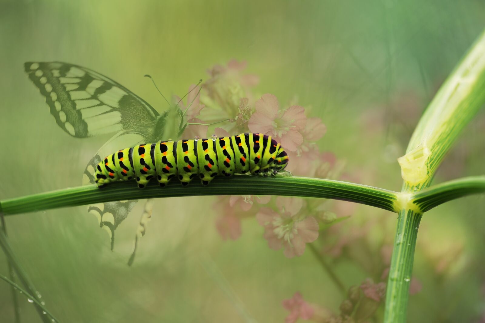 Nikon D3S sample photo. Dovetail, butterfly, garden photography