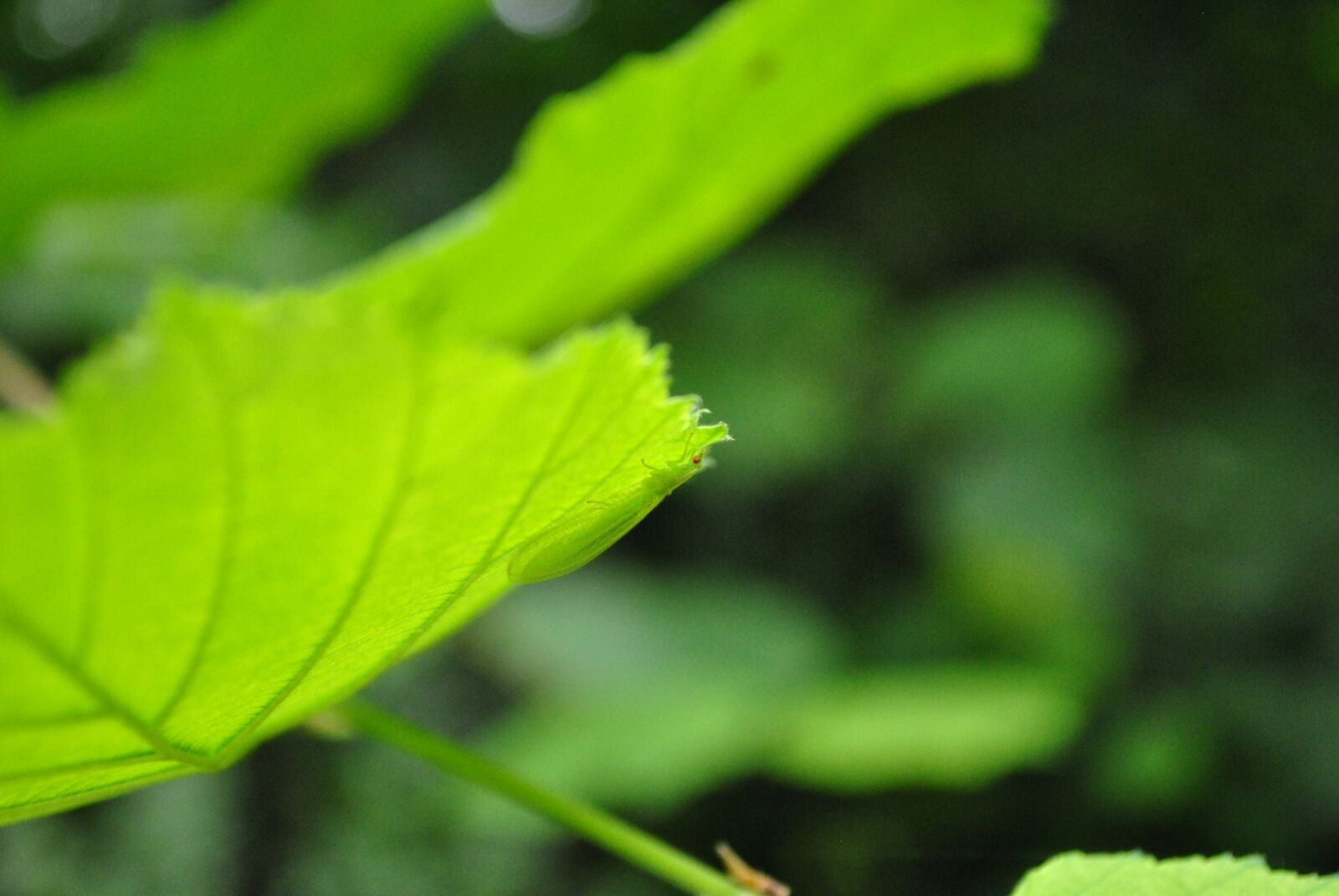 Nikon D3000 sample photo. Nature, forest, green photography