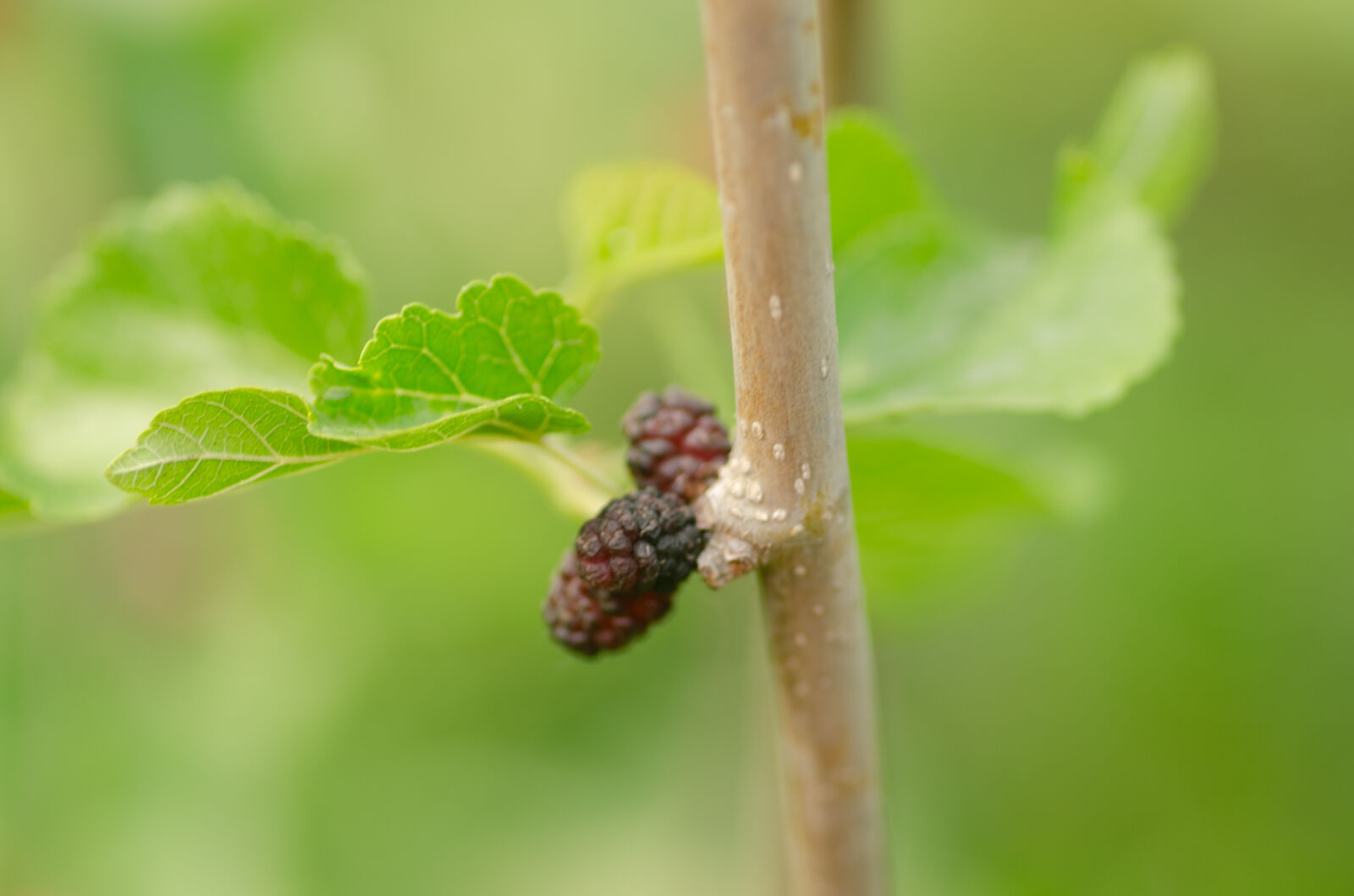Tamron SP AF 90mm F2.8 Di Macro sample photo