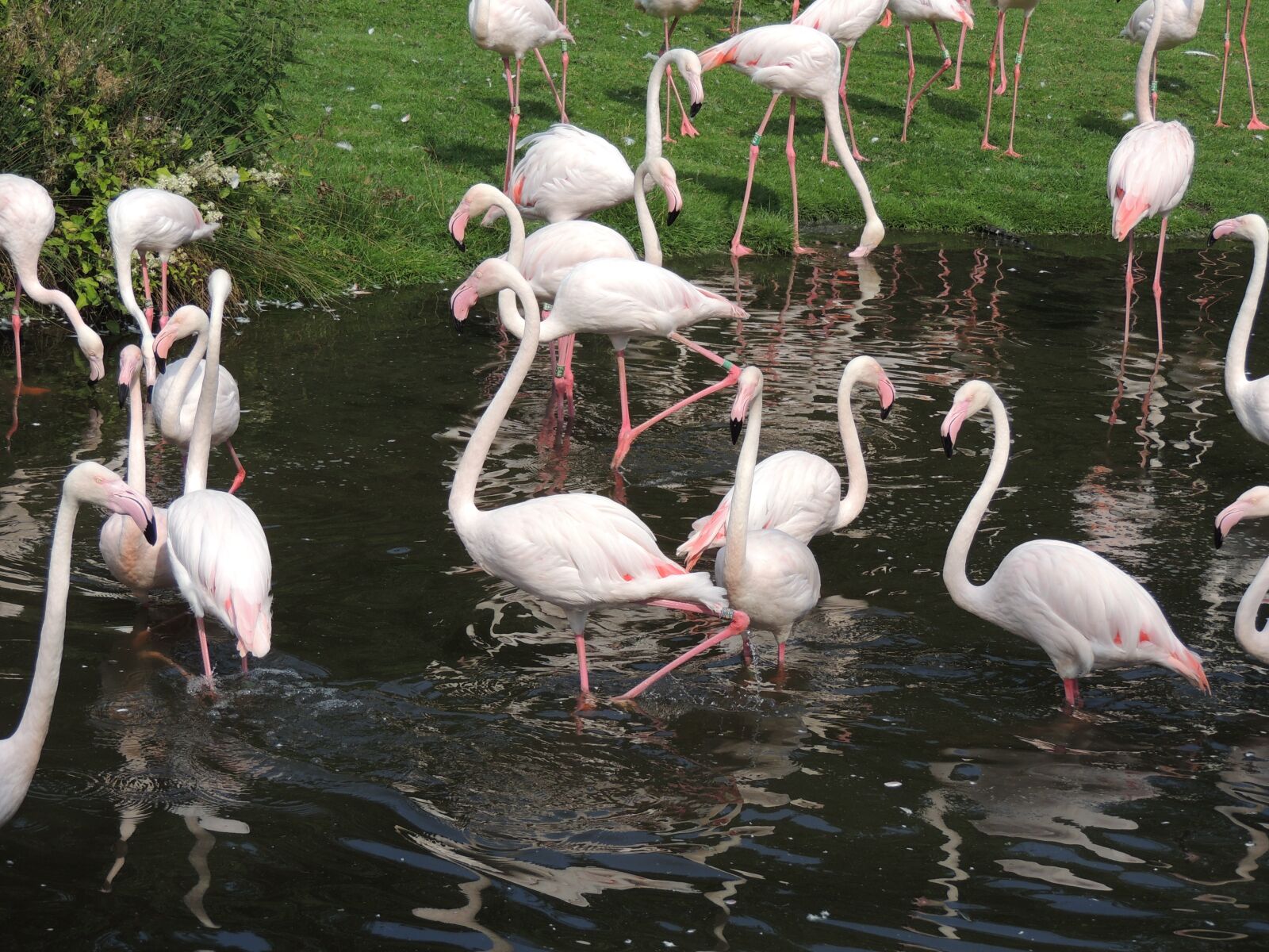 Nikon Coolpix P510 sample photo. Flamingos, animal, flamingo photography