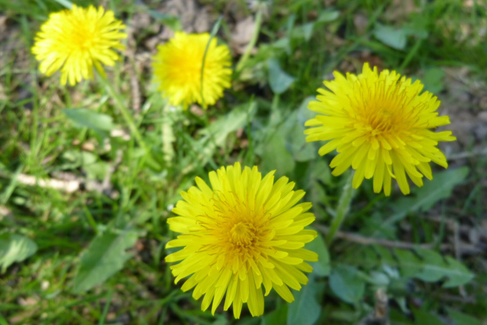 Panasonic Lumix DMC-FZ150 sample photo. Dandelion, yellow, green photography