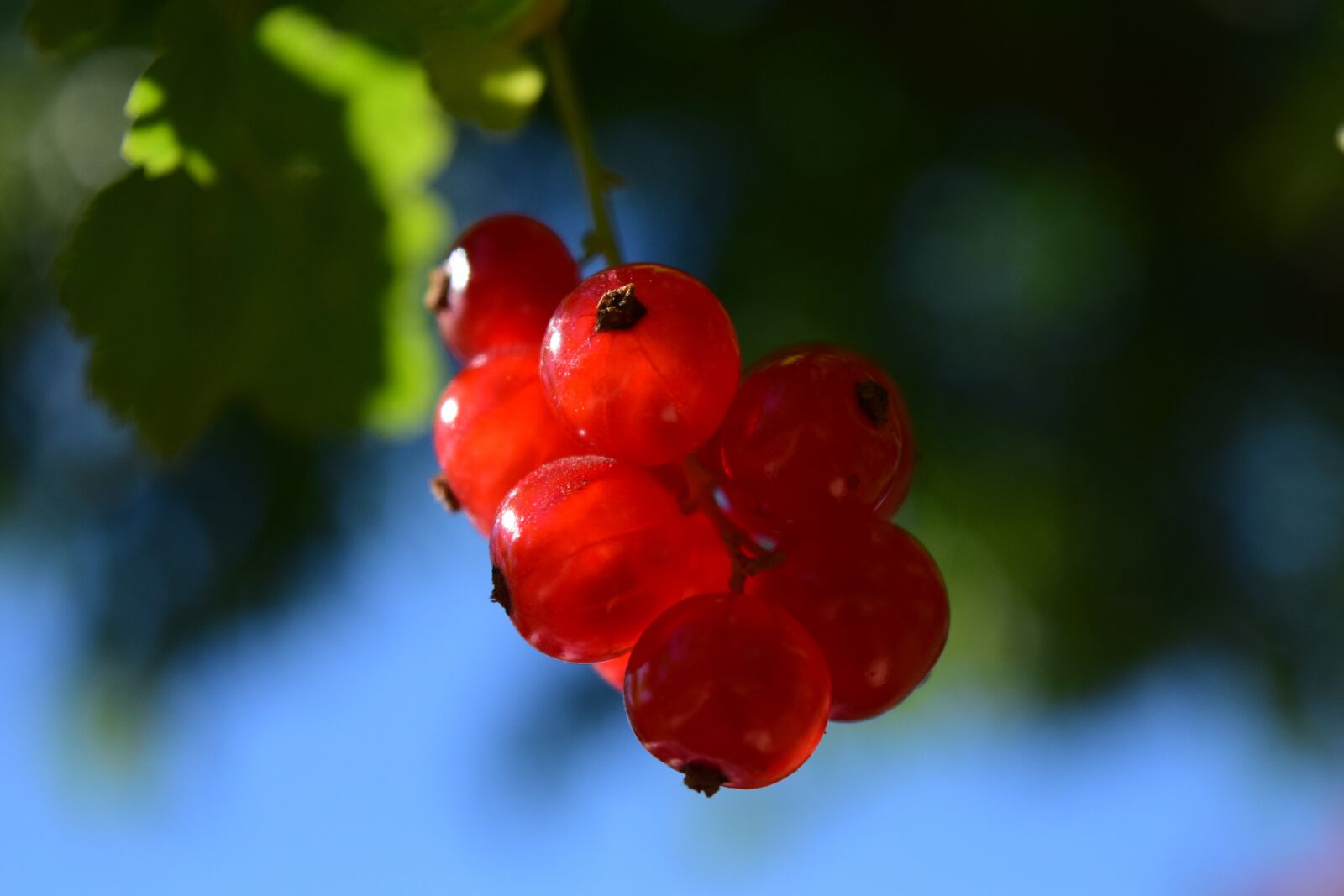 Nikon D3300 sample photo. Currants, close up, plant photography