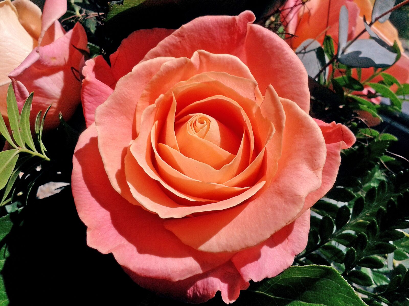 Samsung Galaxy S3 Mini sample photo. Rose, orange, blossom photography