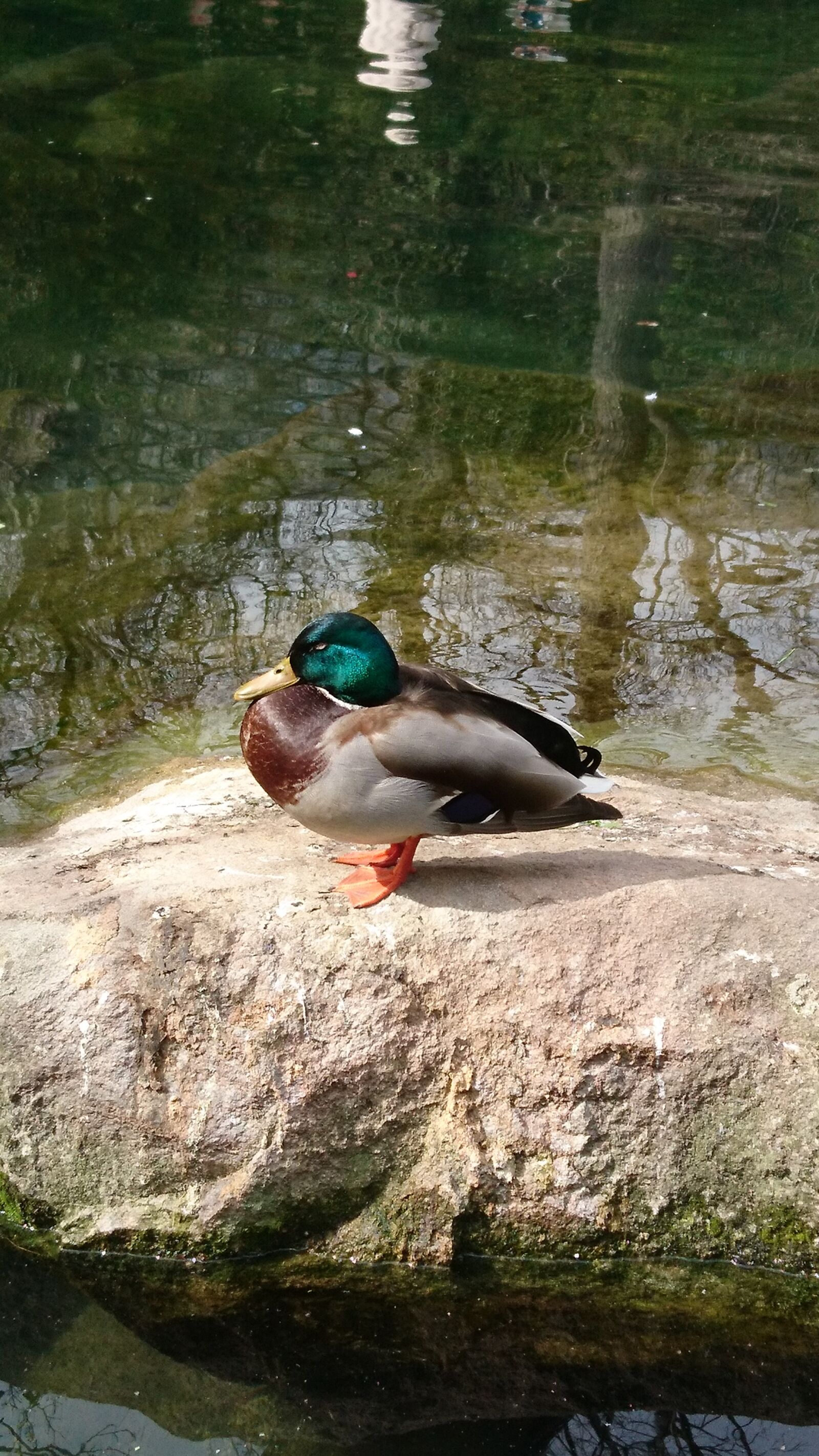 Sony Xperia X Compact sample photo. Duck, bird, nature photography