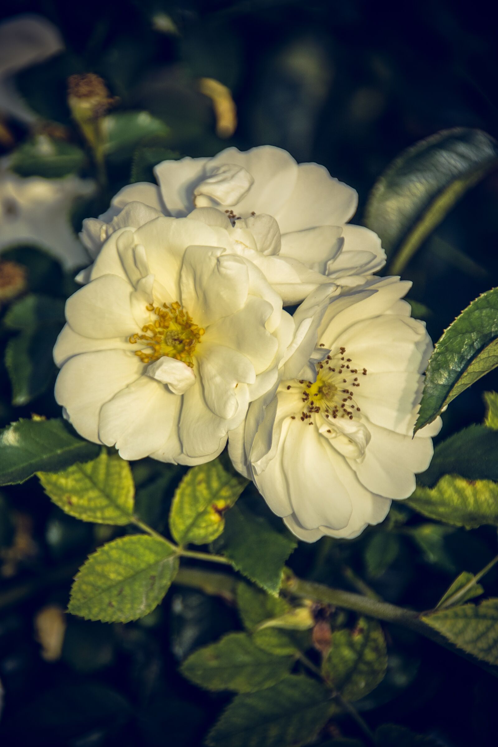 Sony ILCA-77M2 sample photo. Rose, blossom, bloom photography