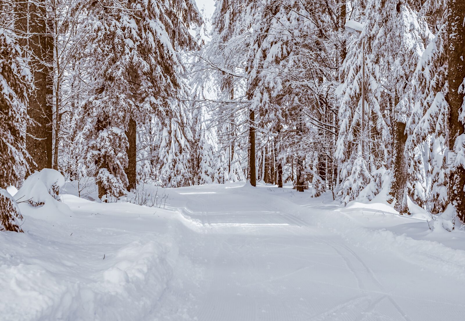 Fujifilm X-T10 + Fujifilm XF 35mm F1.4 R sample photo. Forest, winter, snow photography