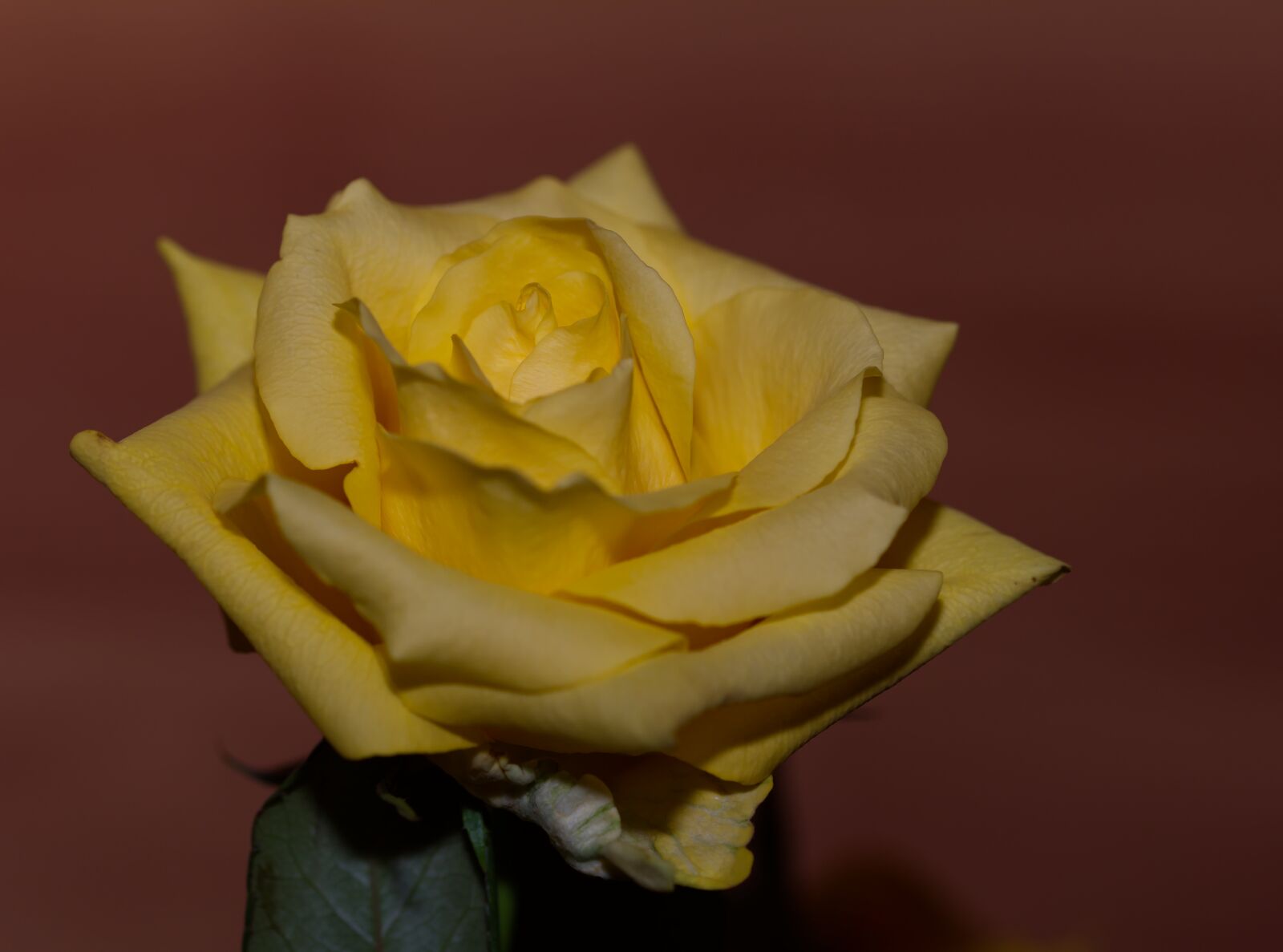 Nikon D5500 sample photo. Rose, yellow, yellow rose photography