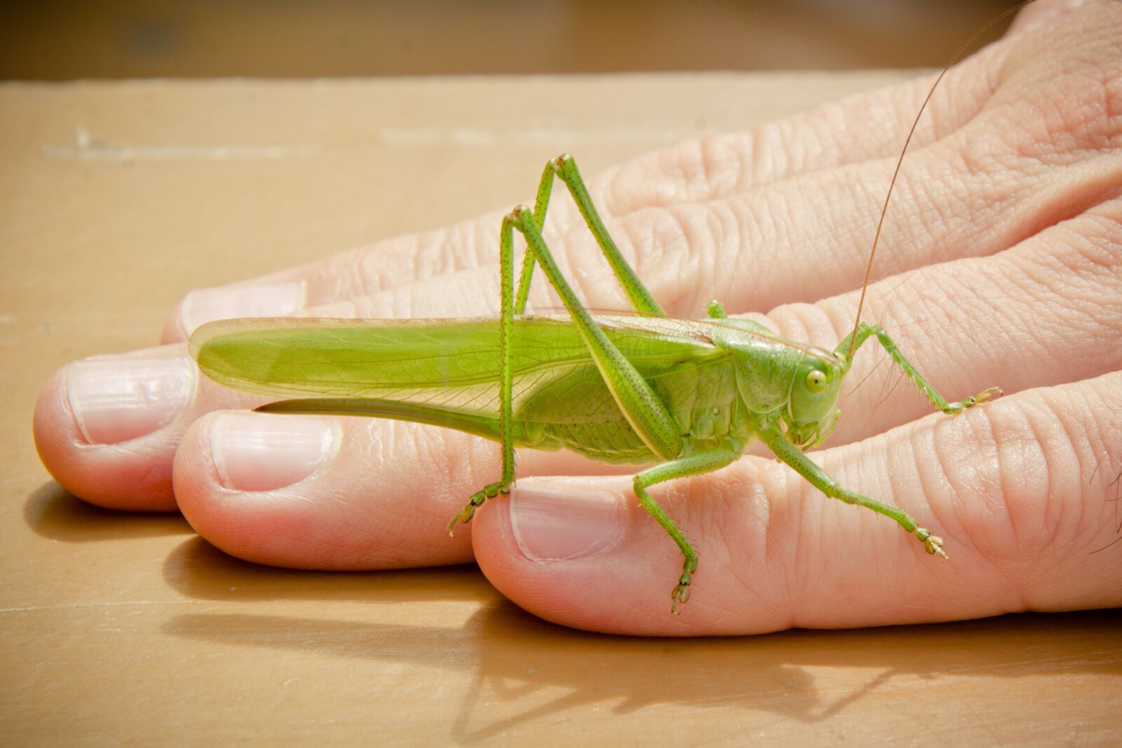 Nikon D7100 sample photo. Tettigonia viridissima, viridissima, skip photography