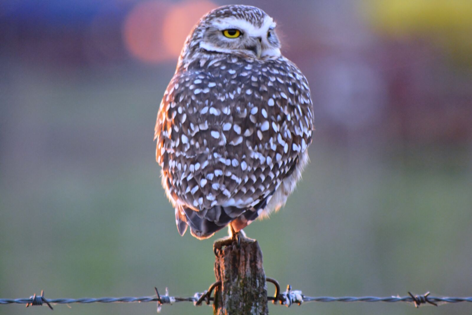 Nikon D5200 sample photo. Owl, field, ave photography