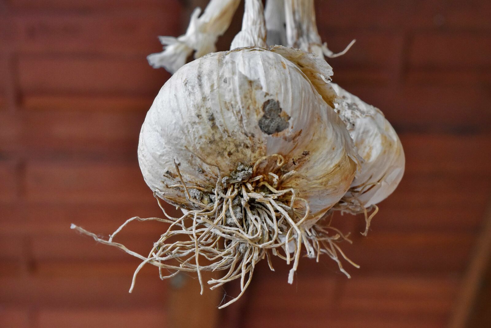 Nikon D5500 sample photo. Organic, spice, vegetable, garlic photography