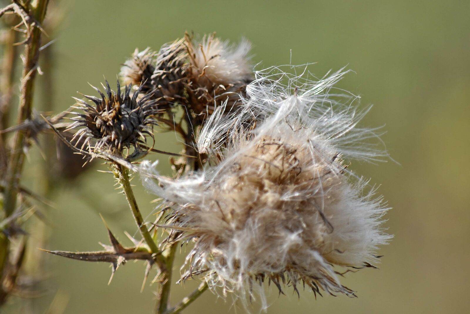 Nikon D5500 sample photo. Dry, herb, seed, sharp photography