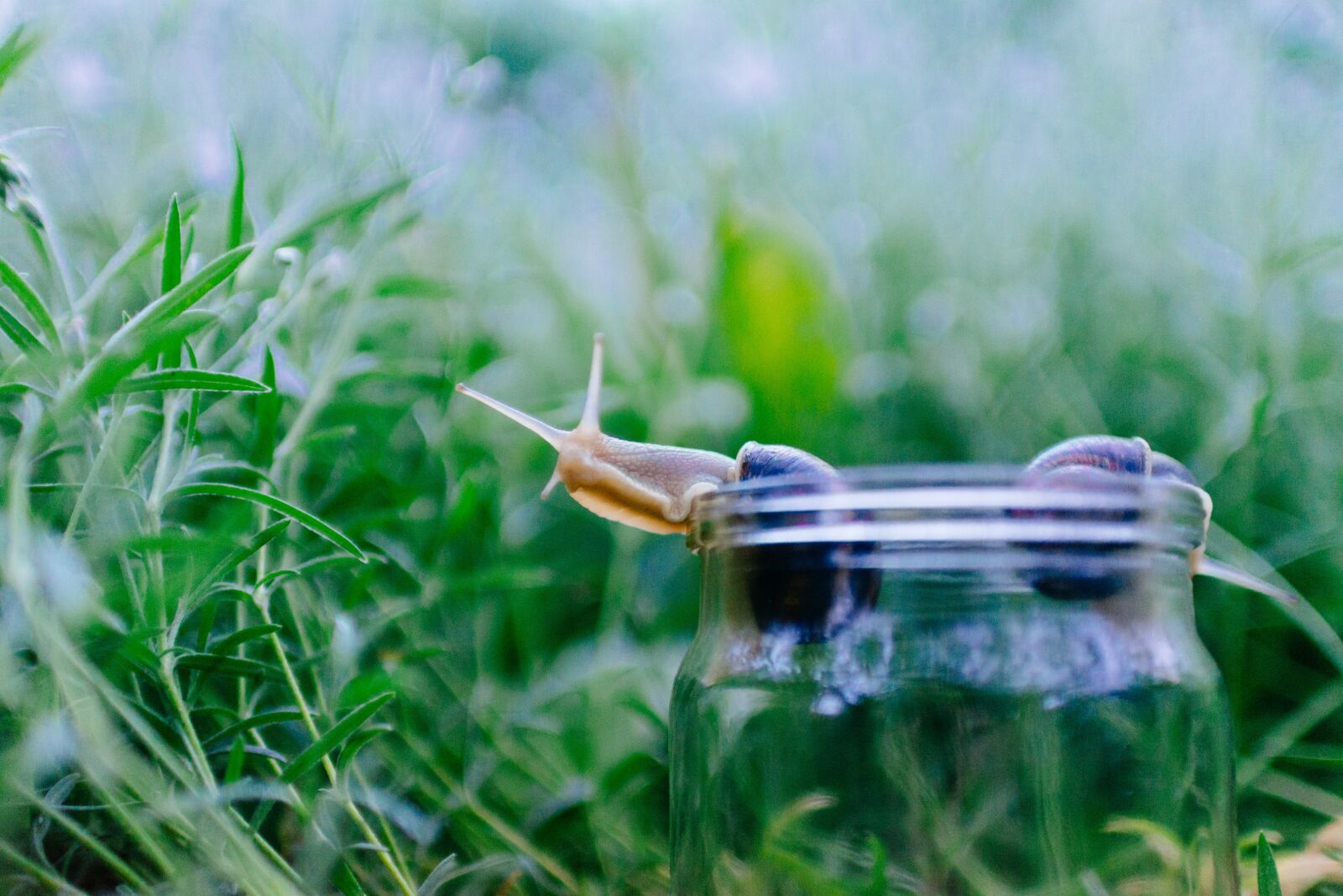 Nikon D5200 sample photo. Animals, jar, mollusks photography