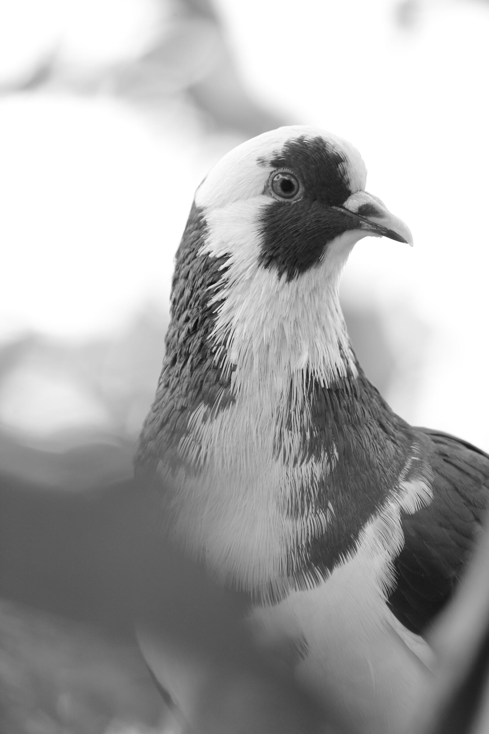 Canon EOS 60D + Canon EF-S 55-250mm F4-5.6 IS sample photo. Bird, black and white photography