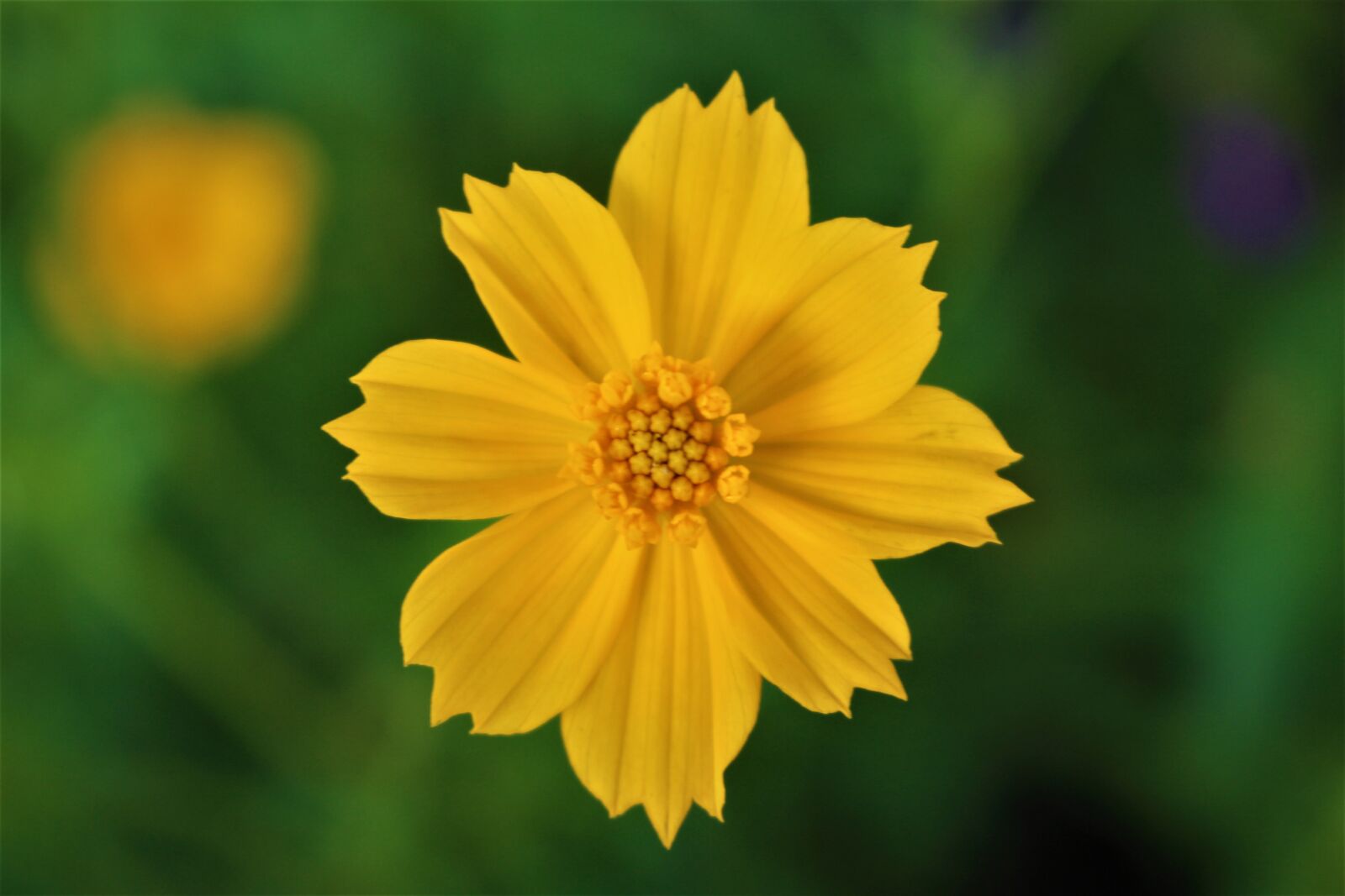 Canon EOS 700D (EOS Rebel T5i / EOS Kiss X7i) sample photo. Flower, yellow, bloom photography