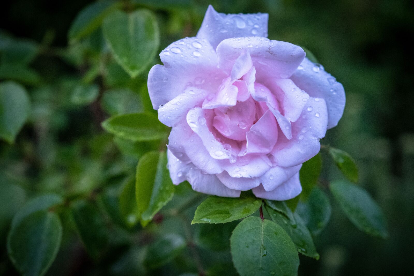 Fujifilm X-T2 sample photo. Rose, white, bush photography