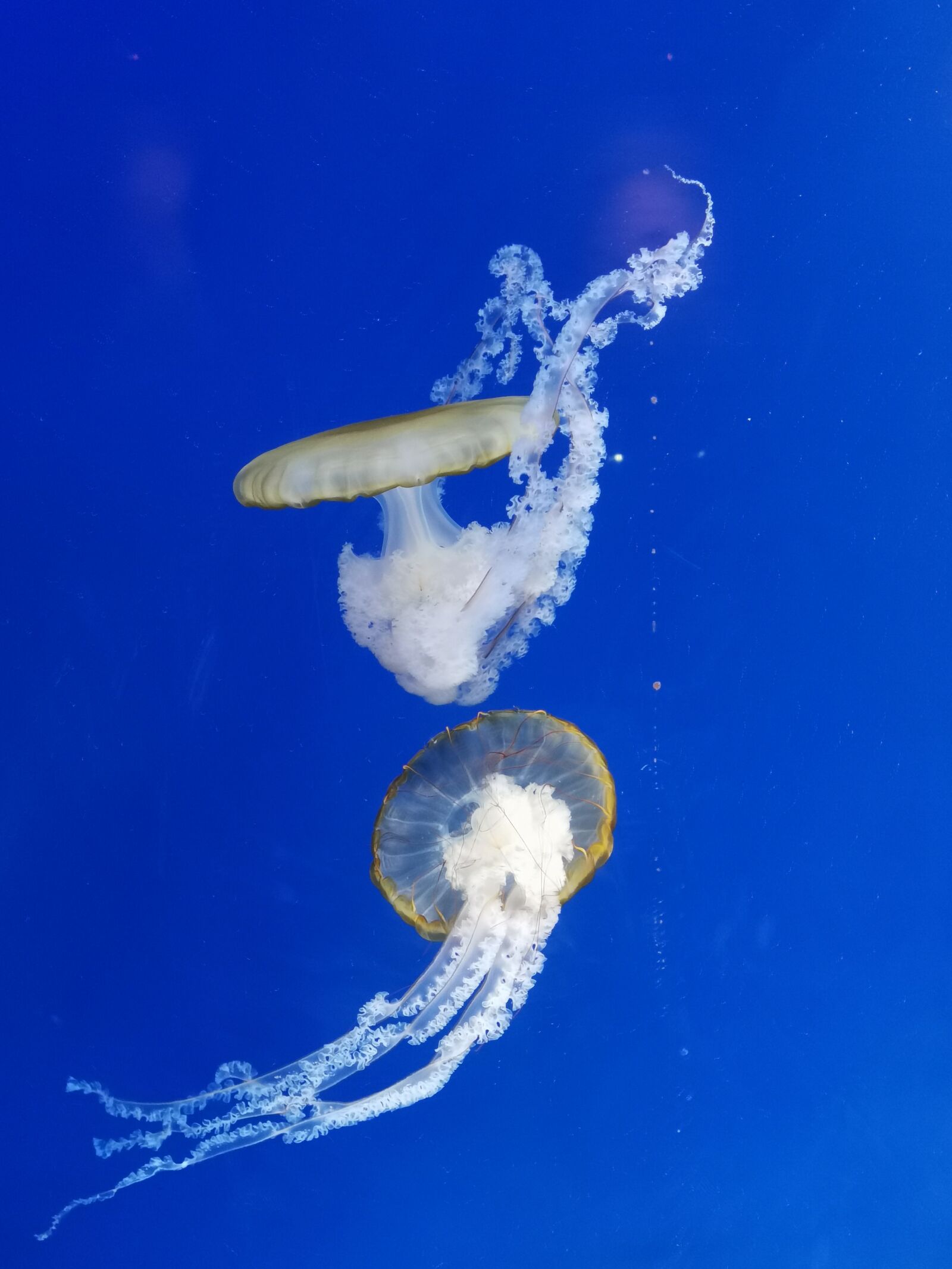 HUAWEI LYA-L29 sample photo. Jellyfish, animal, underwater photography