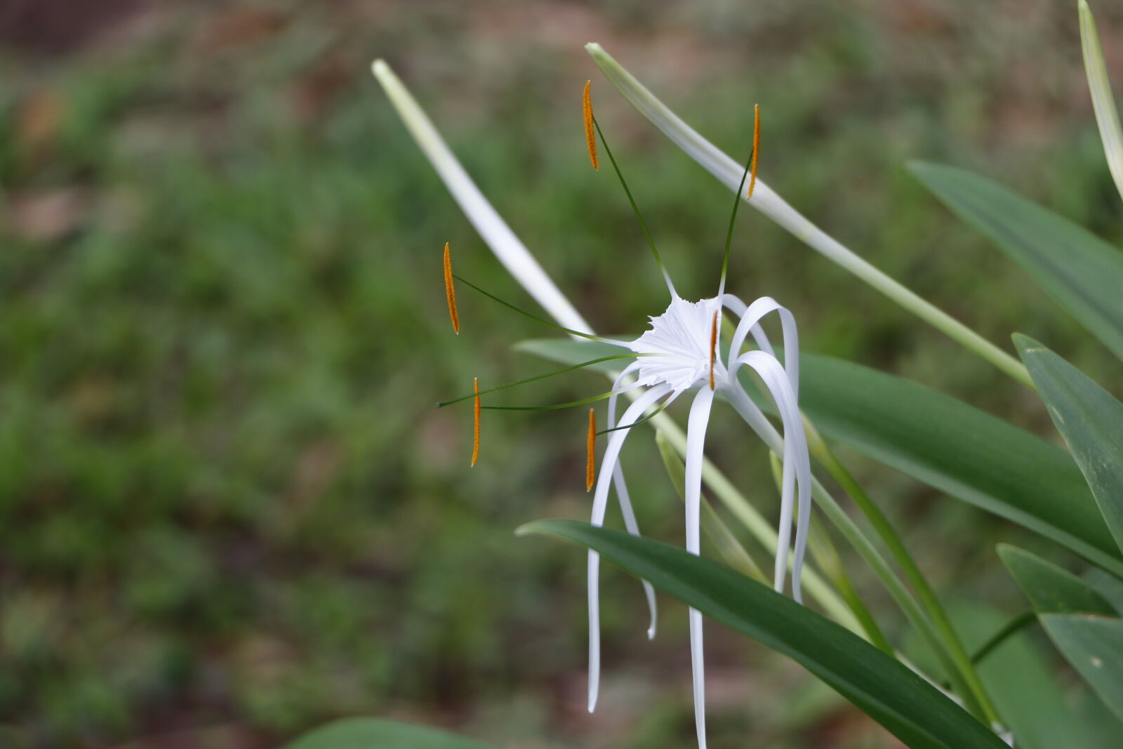 Canon EOS 70D sample photo. Nature, flora, leaf photography