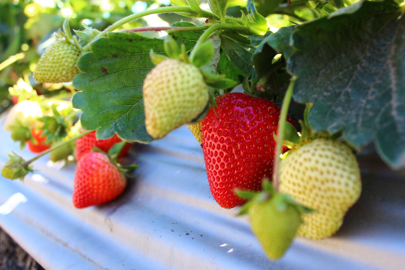 Canon EOS 600D (Rebel EOS T3i / EOS Kiss X5) sample photo. Strawberry, field, fruit photography