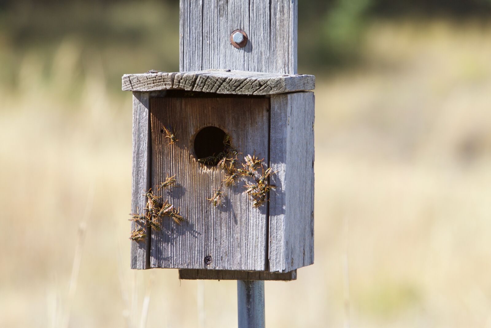 Canon EOS 50D sample photo. Wasps, bees, insect photography