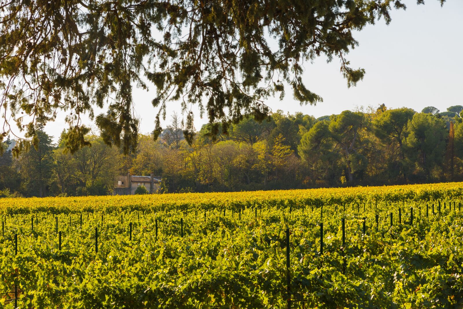 Nikon D750 sample photo. Vines, fall, vineyard photography
